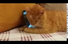 Niewidomy kot tuli smartfona kiedy słyszy swój ulubiony utwór