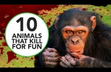 10 zwierząt, które zabijają dla hecy [ENG]