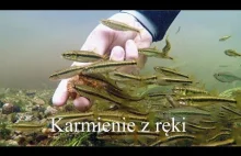 Karmienie z ręki dzikich ryb w polskiej rzece