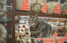 Shop Cats: Koteły w hongkońskich sklepach