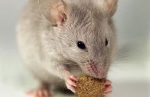 Myszy nieświadomie wyczuwają niebezpieczeństwo