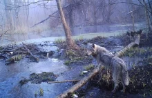 Natura rozkwita w skażonej zonie Czarnobyla