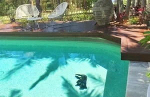 Tragedia w Australii! Koala wpadł do basenu i się utopił!