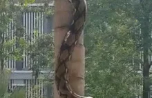 Jak wąż wchodzi po drzewie?
