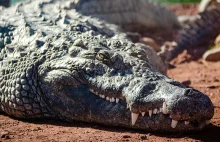 11-latka wbiła krokodylowi palce w oczy i uratowała młodszą koleżankę