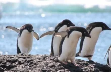 "Perwersyjne" pingwiny zszokowały naukowca.