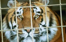 Cyrki bez lwów, krokodyli i tygrysów Rząd chce zakazać występów dzikich zwierząt