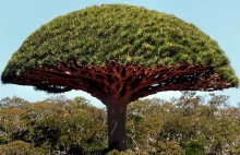 Niecodzienna roślinność z wyspy Sokotra