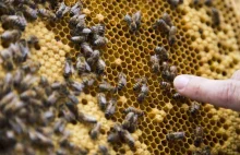 Eksperci: Połowa pszczół mogła nie przeżyć zimy