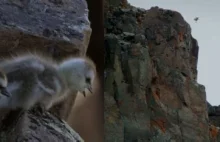 Świeżo wyklute pisklęta odbywają skok ze 120-metrowego, skalistego klifu [VIDEO]