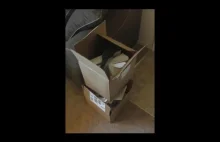 Papuga znalazł coś w pudełku