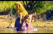 Martwy hipopotam wystraszył lwy