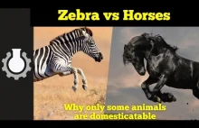 Zebra vs Koń