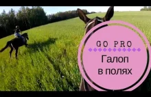 Epic horse galloping with GoPro