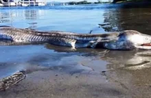 Nad brzegiem australijskiego jeziora znaleziono strasznego potwora
