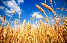 IUNG: tegoroczne plony zbóż będą wyższe od średnich wieloletnich!