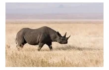 Zachodni nosorożec czarny uznany za wymarłego