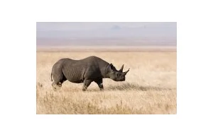 Zachodni nosorożec czarny uznany za wymarłego
