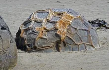 Głazy Moeraki - "skamieniałe jaja dinozaurów"