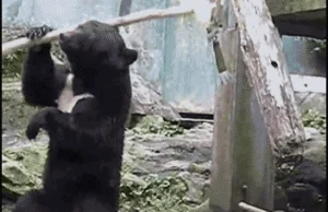 Niedźwiedź karateka