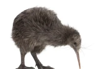 Ptaki kiwi jednak nie pochodzą z Australii