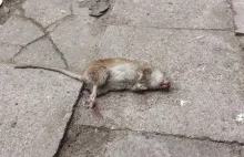 Szczur w centrum miasta próbował zaatakować...