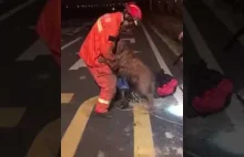 Pies dziękuje ratownikowi który wyciągnął go ze studzienki