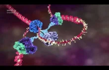 DNA w nowej odsłonie