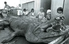 Jak wielki może być krokodyl? Przekonajcie się sami...