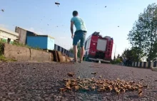 Rój pszczół obsiadł jezdnię na wiadukcie