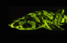Fluorescencja morskich stworzeń powszechniejsza, niż się wydawało