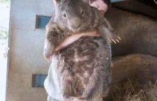 Patryk, najstarszy wombat.