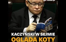 Prezes Kaczyński ogląda w Sejmie... KOTY