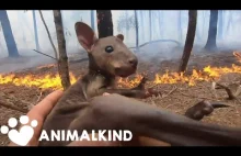 Wyścig w ratowaniu australijskich zwierząt