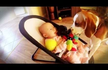 Pies po zabraniu zabawki dziecku, próbuje odkupić swoje winy