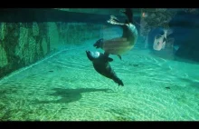 Zabawne foki we wrocławskim zoo