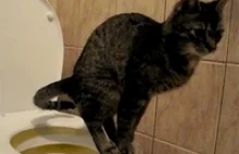 Naucz kota korzystać z toalety!