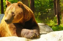 Baloo, czyli najsmutniejszy niedźwiedź w Rumunii