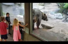 Bardzo źle wychowany niedźwiedź grizli