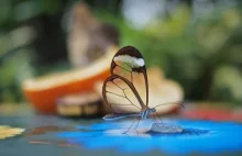 Przepiękne przezroczyste motyle - danaidowate