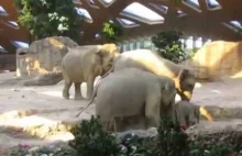 Małe słoniątko upada na plecy. Z pomocą natychmiast ruszają dwa słonie