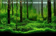 Piękno podwodnego lasy. Tylko podziwiać.