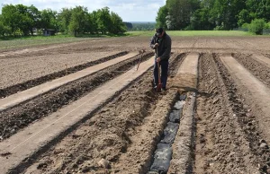 Truskawki mogą dobrze rosnąć na podłożu z geokompozytów