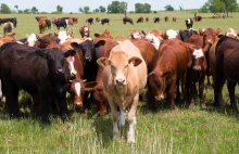 Ostatnie nawałnice – jaki mają związek z krowami i OZE?