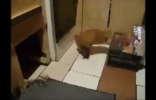 Kot vs szczur