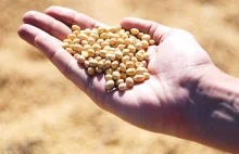 Całkowity zakaz nasion GMO w produkcji pasz? Trwają prace nad ustawą