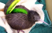 Kiwi!!