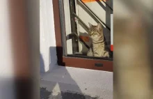 Kotka wpadła do sklepu i została jego kierowniczką.