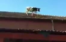 Krowa skacze z dachu.