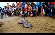 Żółwie wyszły na plażę się opalać, ale cóż, ludzie przeszkadzają...